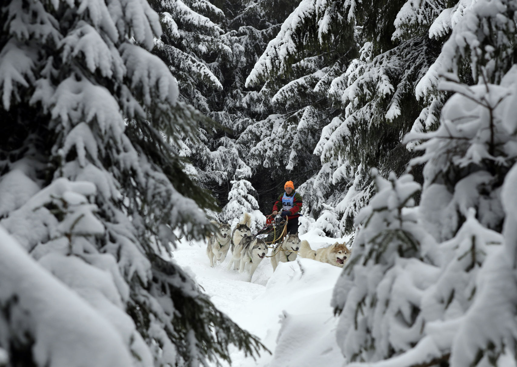 Czech Republic Dog Sled Race